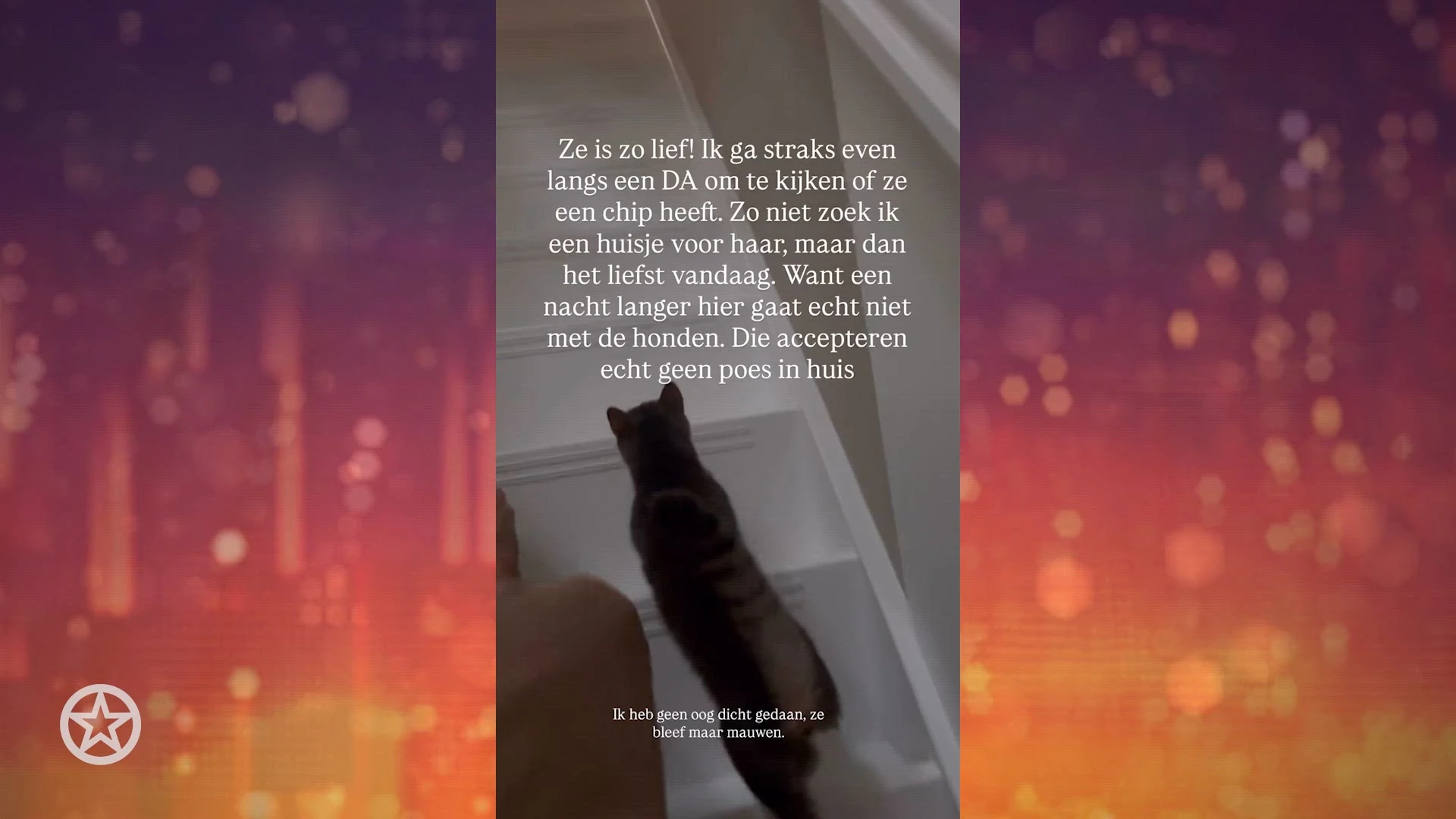 Monique zoekt baasje van jong katje