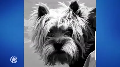 De Posjes delen verdrietig nieuws