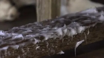 Gezellige avond Meilandjes loopt uit de klauwen