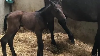 Op kraamvisite bij boerin Steffi