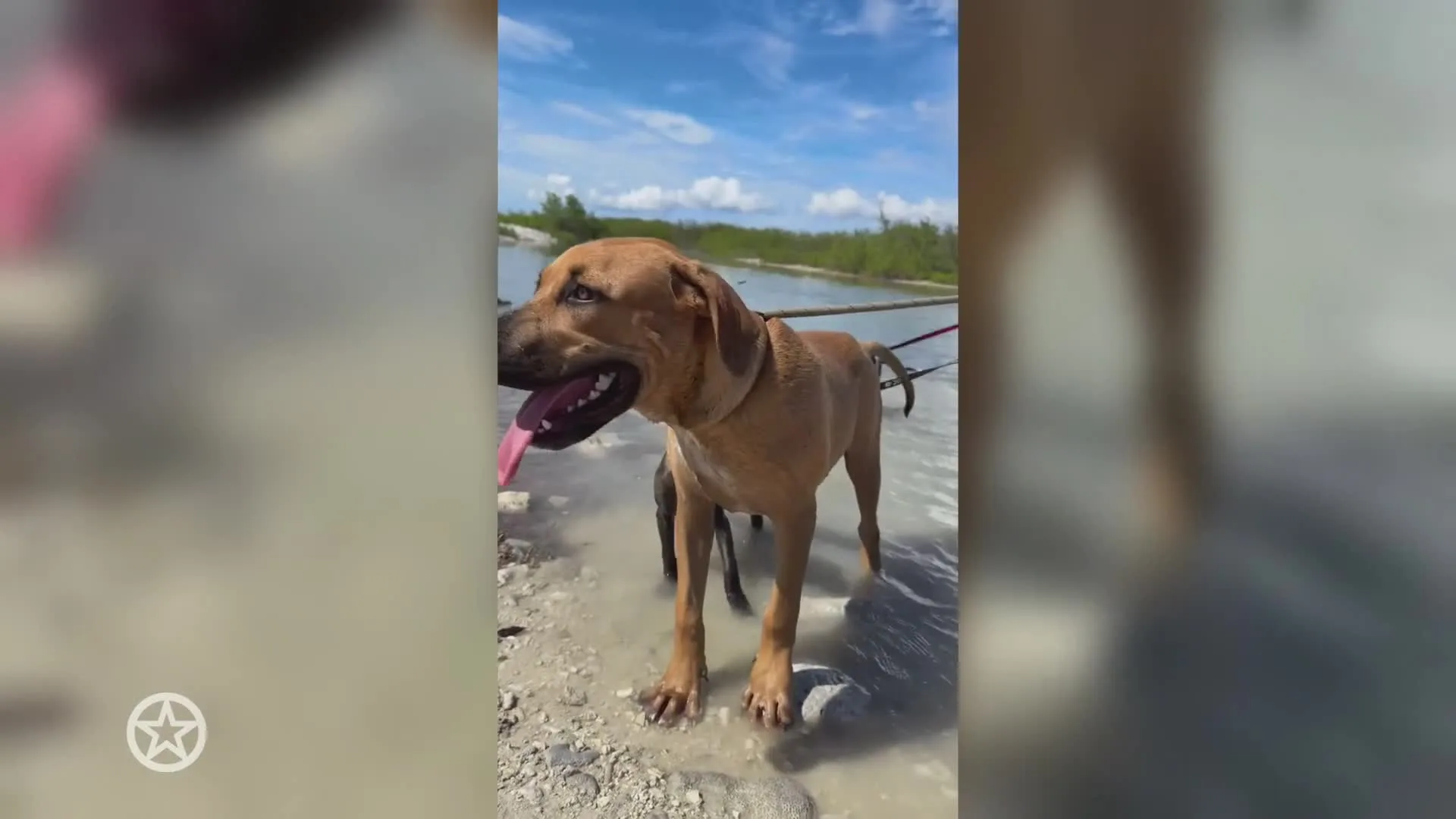 André en Monique adopteren derde hondje