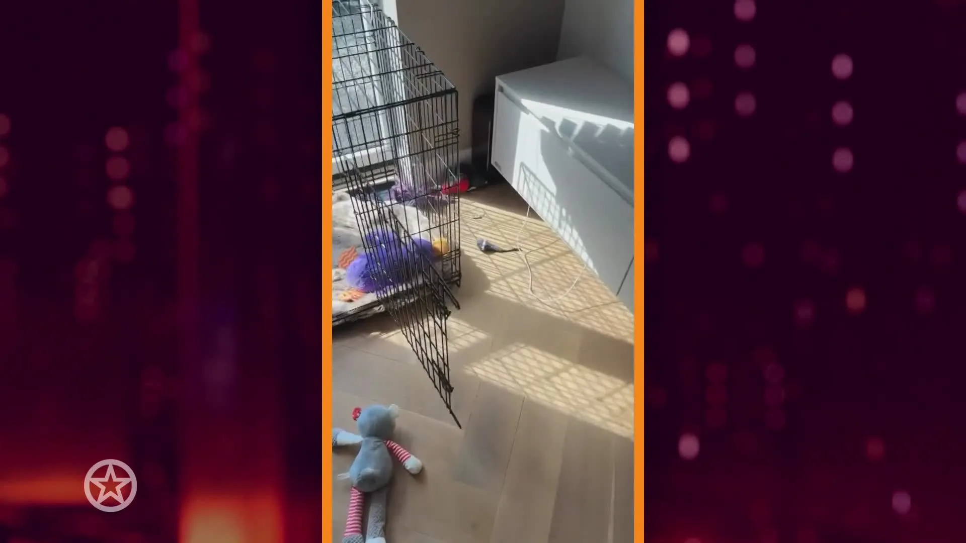 Hond Andre Hazes sloopt de boel