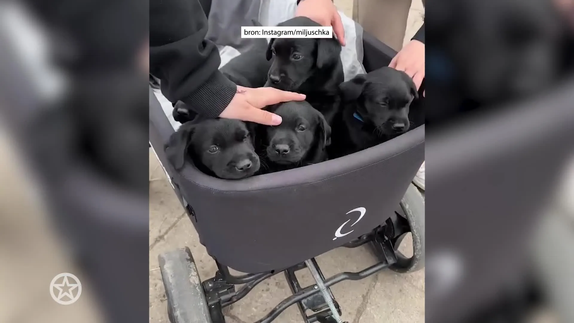 Gezinsuitbreiding voor Miljuschka