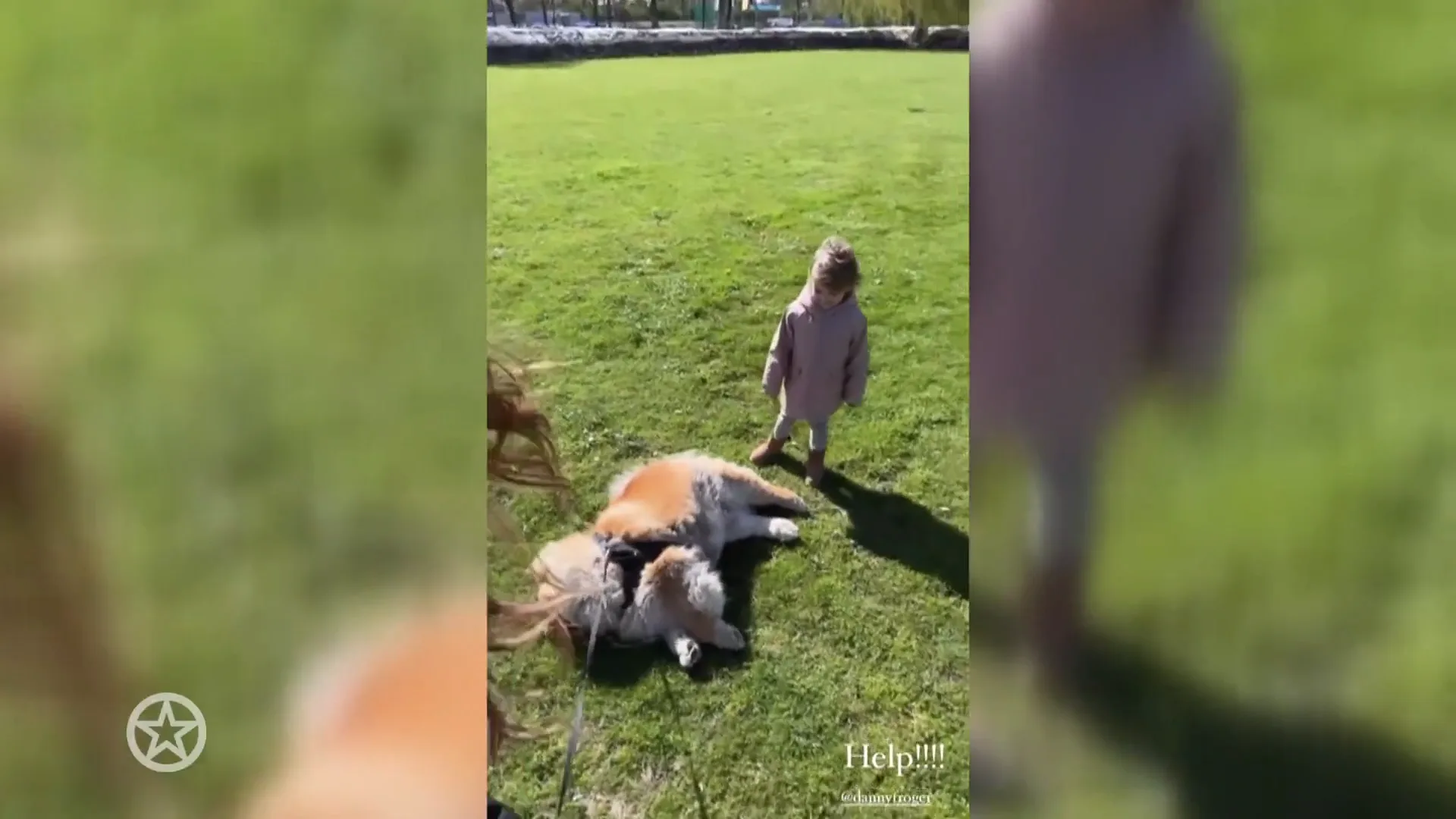 De Frogers kampen met ongehoorzame hond