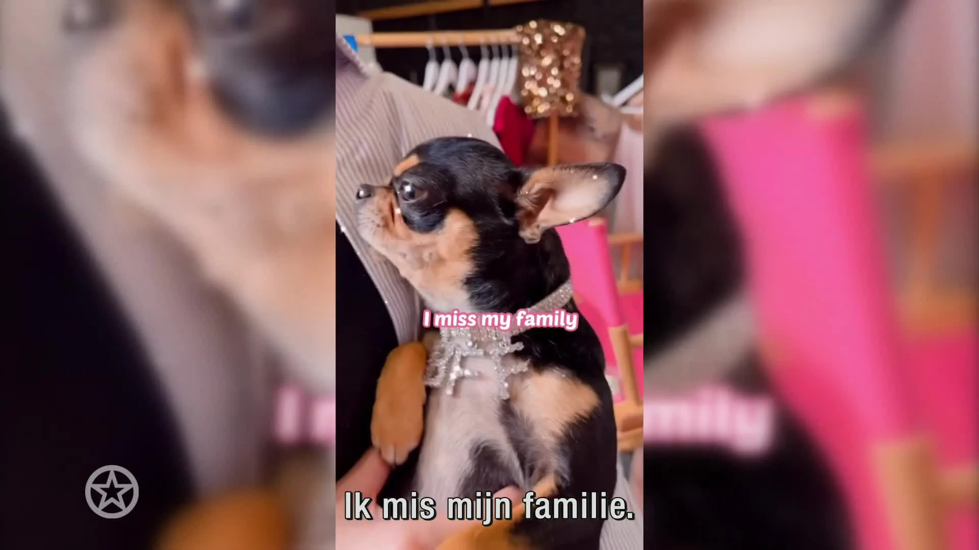 Hondje Paris Hilton vermist