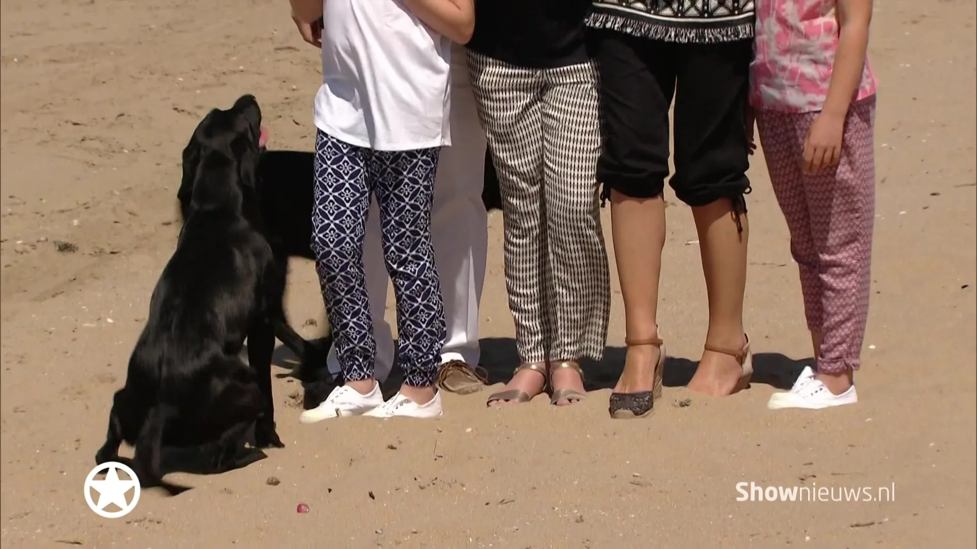 De viervoeters van de royals