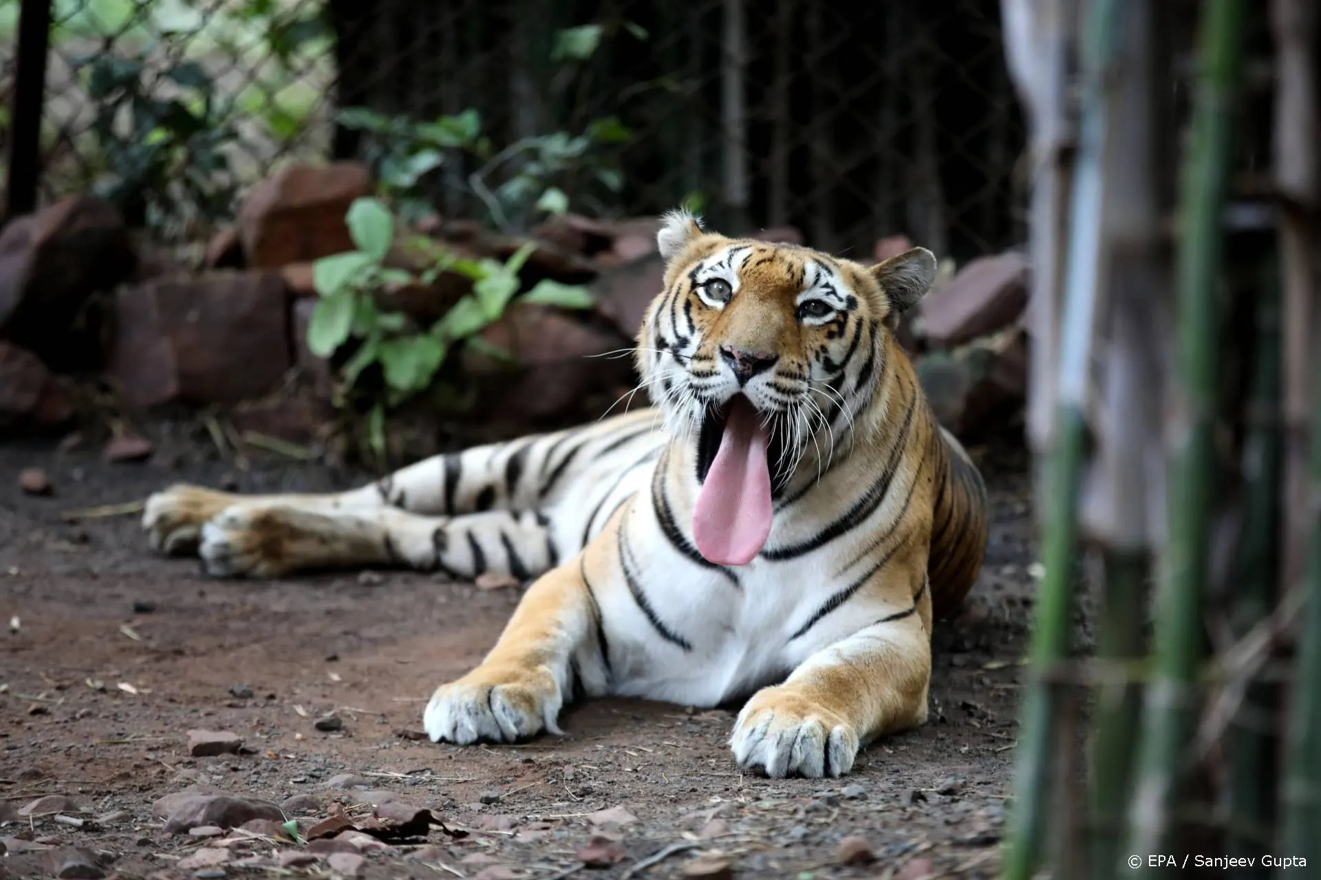 Spotje over vermiste man tijdens tv-optreden Carole Baskin