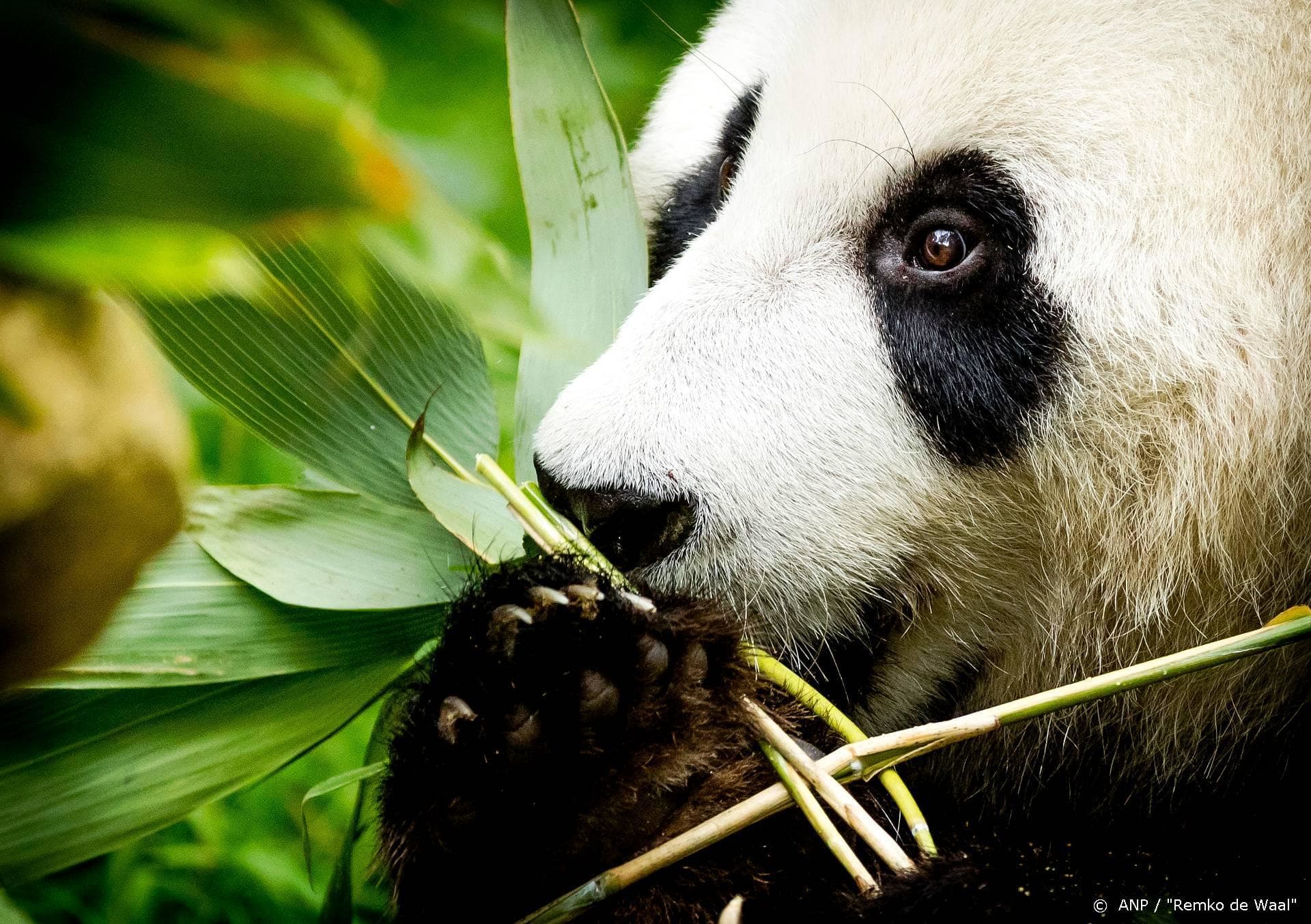 Dierentuinshow als enige door grens miljoen kijkers