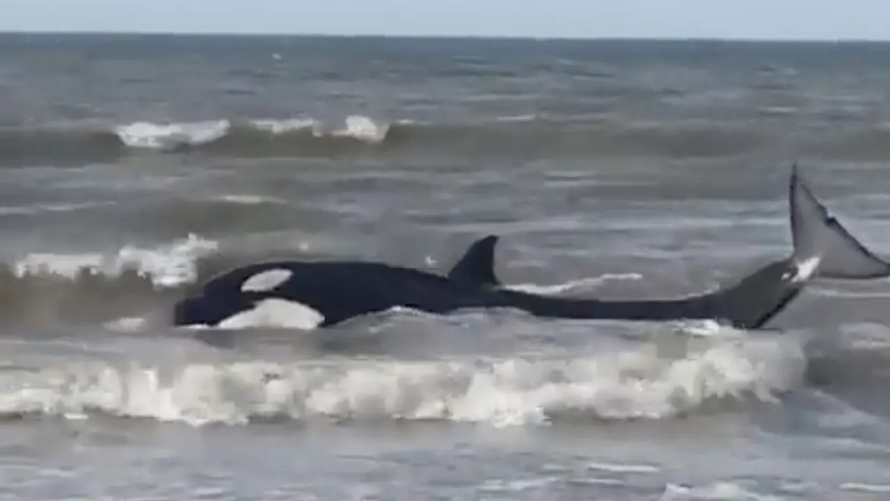 Video: Levende orka's aangespoeld in Zeeuwse badplaats Cadzand