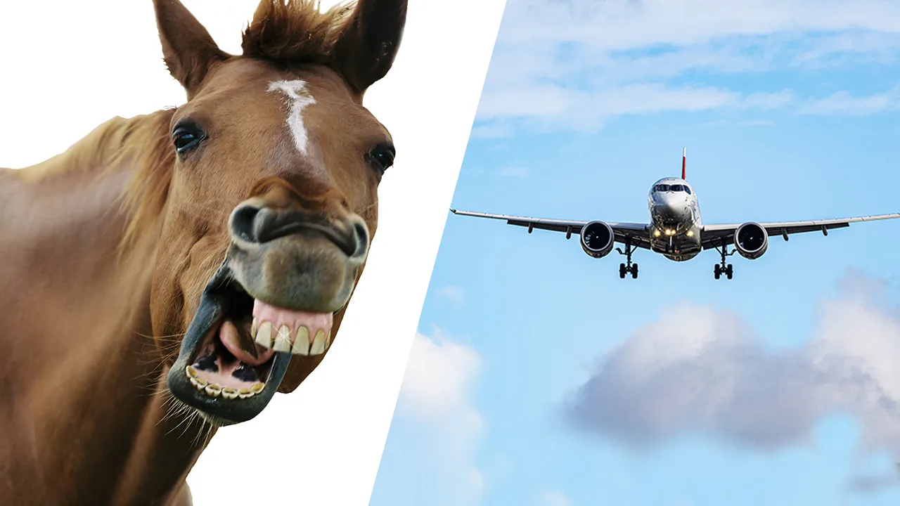 Vliegtuig op weg naar België maakt gedwongen omkeer door ontsnapt paard aan boord