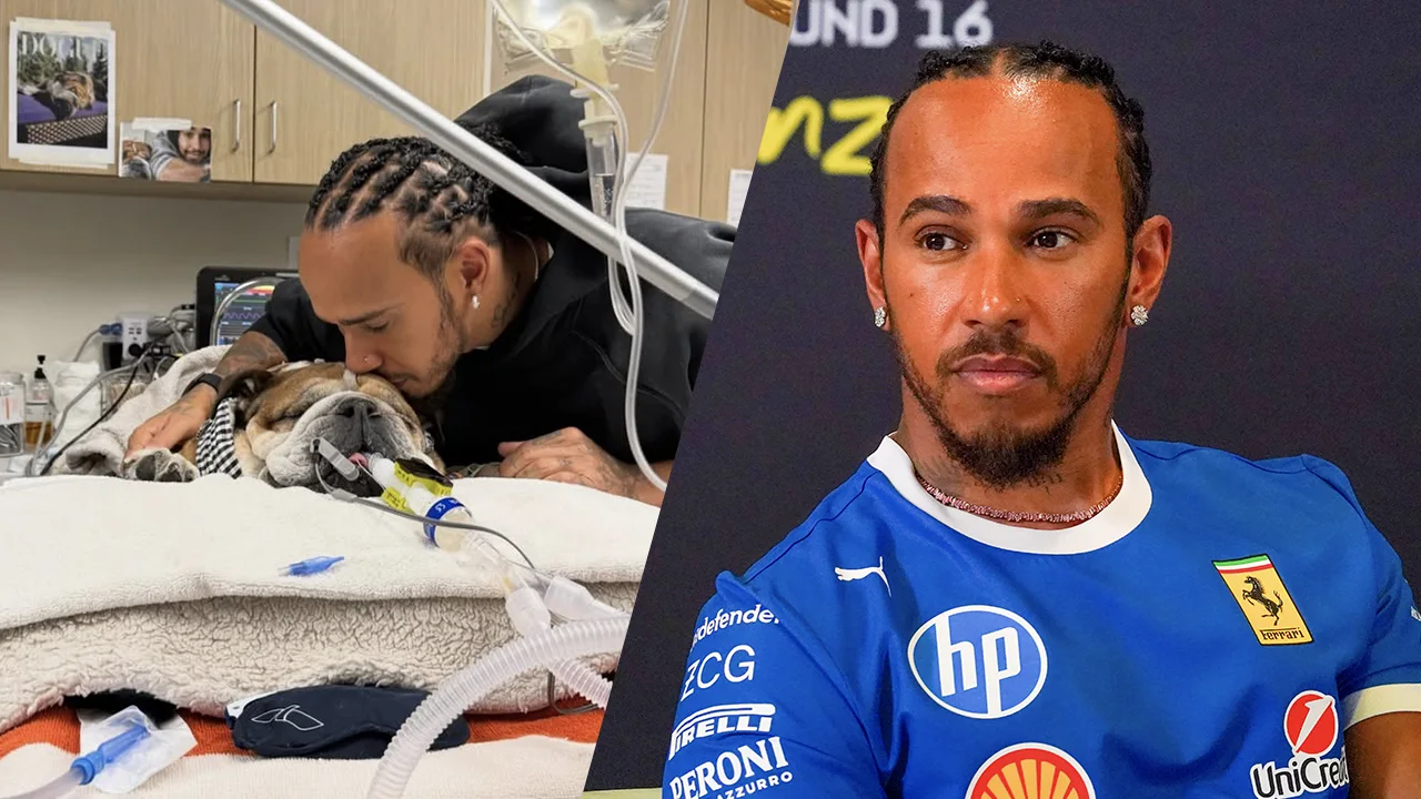 Populaire bulldog van Lewis Hamilton ligt in coma: 'We weten niet of hij nog zal ontwaken'