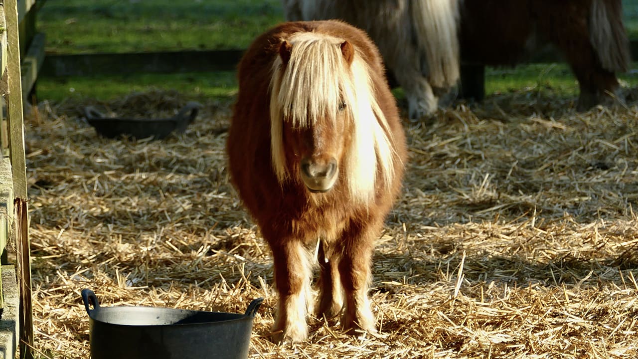 Man bekent pony acht keer seksueel te hebben misbruikt: 'Kijken of ik nog seks kon hebben'