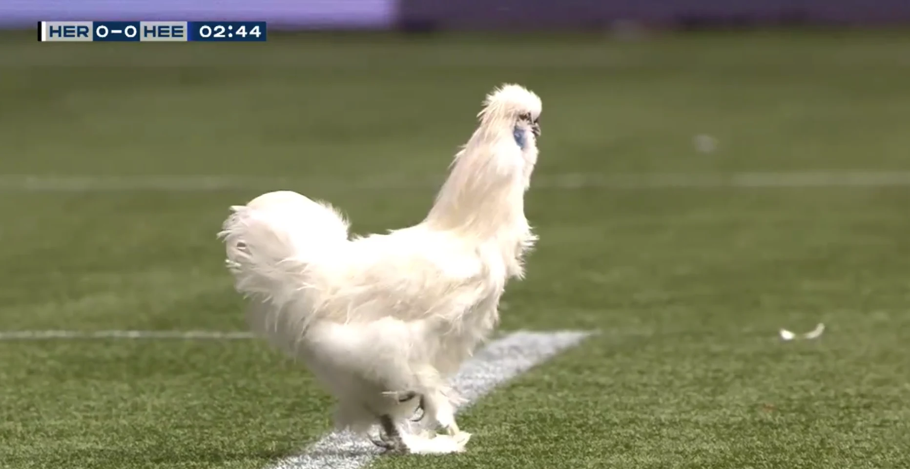 Heracles - Heerenveen onderbroken door opmerkelijke gast