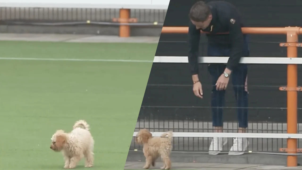 Hondje Joey Veerman ontsnapt en betreedt trainingsveld FC Volendam