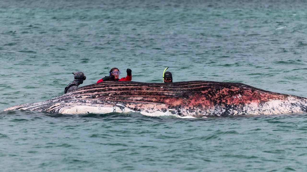 Dode walvis bij Denemarken blijkt de veelbesproken Timmy te zijn
