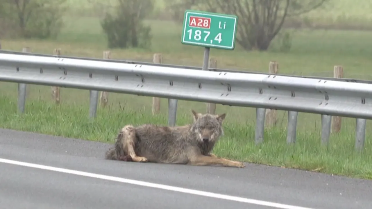 Video: Aanrijding met wolf zorgt voor afsluiting van A28