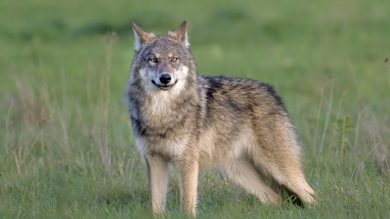 Basisschool in Drentse Ruinen blijft vandaag dicht vanwege wolf