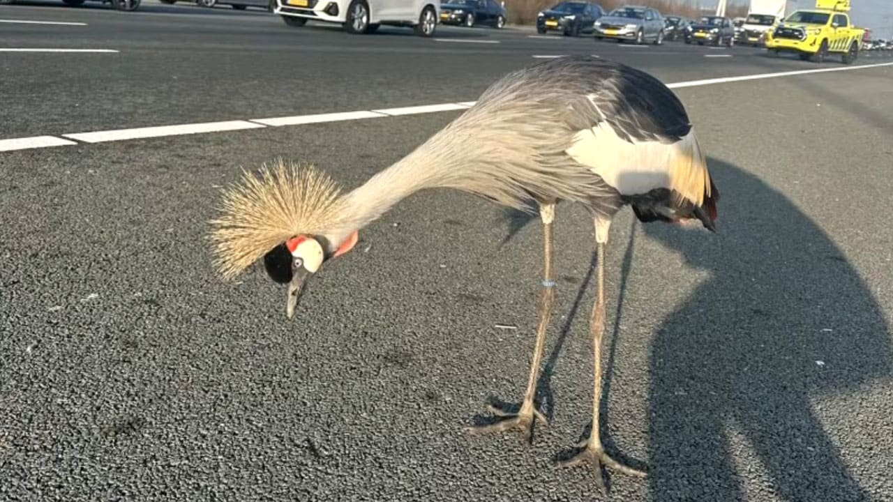 Rouwende kraanvogel die op de A2 zat maakt het goed: 'Hij krijgt passende zorg'