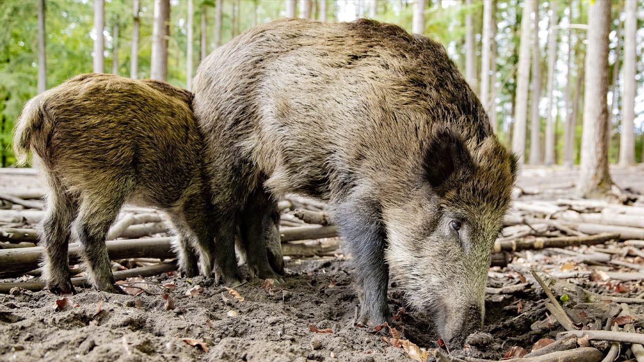 Nederlander gewond bij zwijnenjacht in Duitsland; man werd aangezien voor zwijn