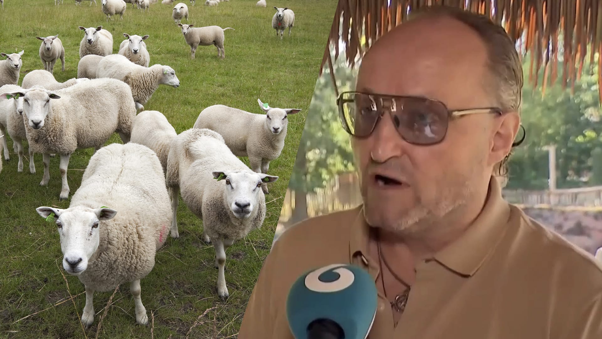 Dion Graus over aangevallen schapen: ‘Als de wolf ze niet pakt, gaan ze in de shoarma!’