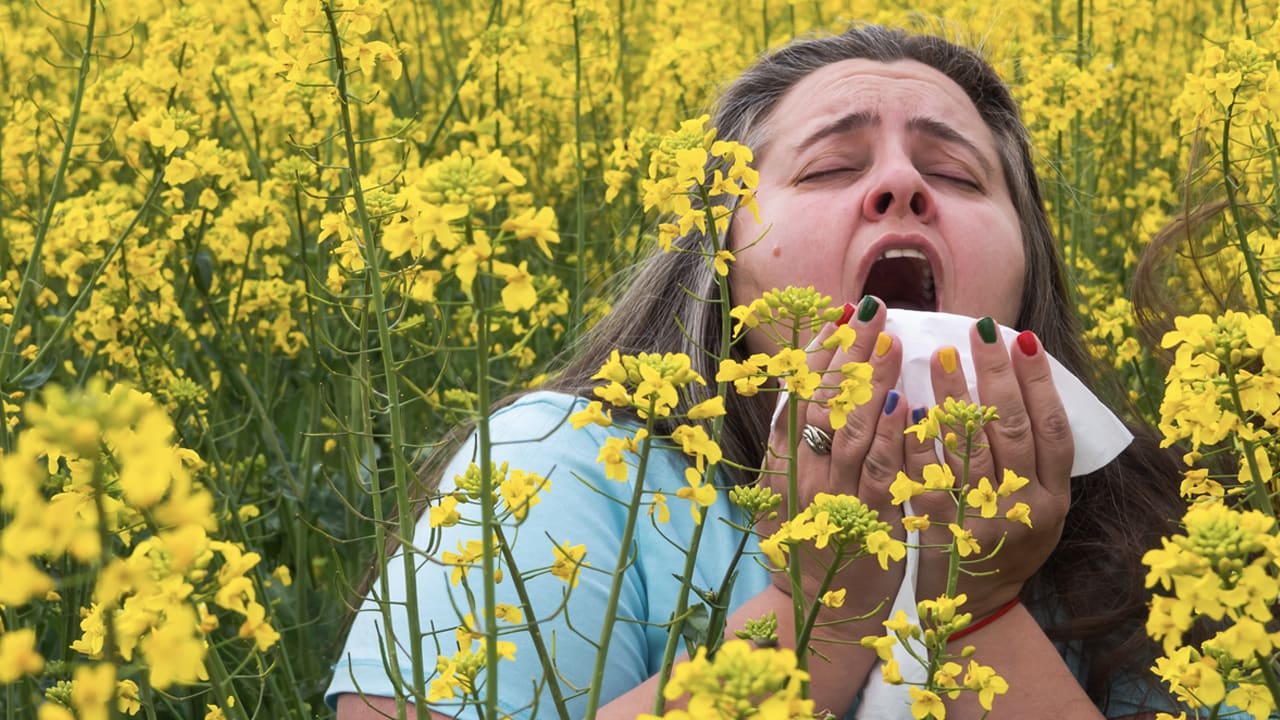 Slecht nieuws voor mensen met hooikoorts: piek in aantocht