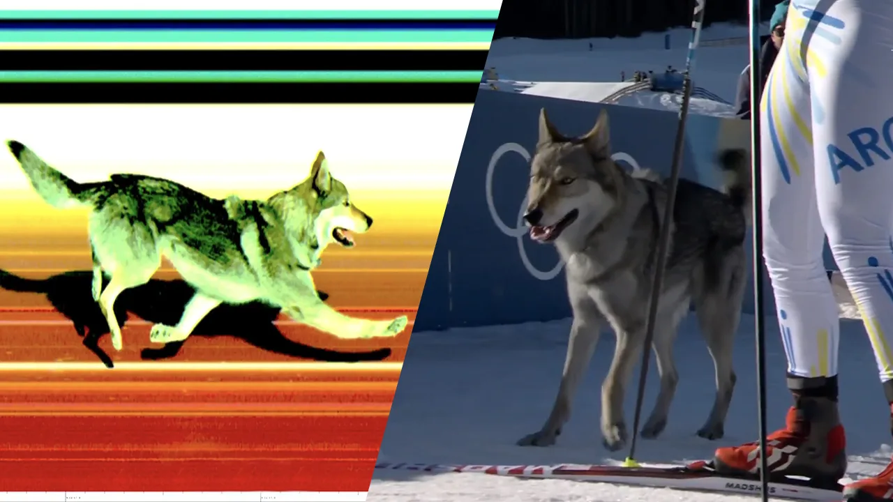 Video: bijzondere deelnemer bij langlaufen: hond rent mee en belandt op finishfoto