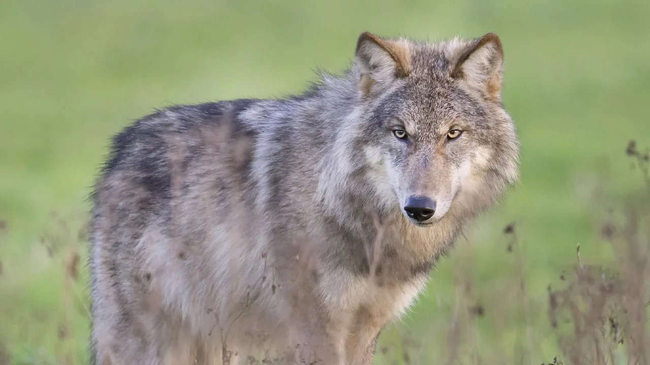 Wolven lijken niet meer naar Nederland te komen: 'De echte topgebieden zitten vol'