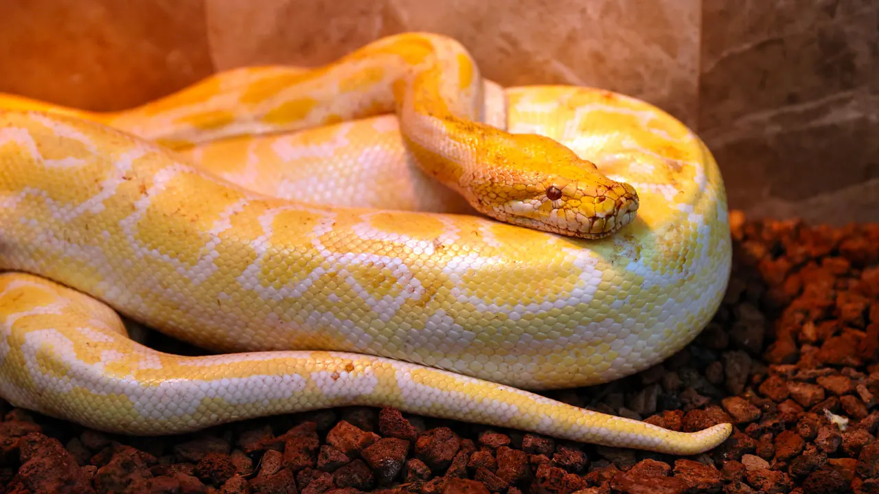 Man met zestig pythons moet van de rechter zijn huurwoning uit