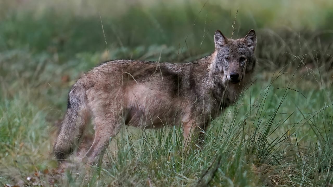 Besluit Conventie van Bern: wolf mag eerder worden afgeschoten