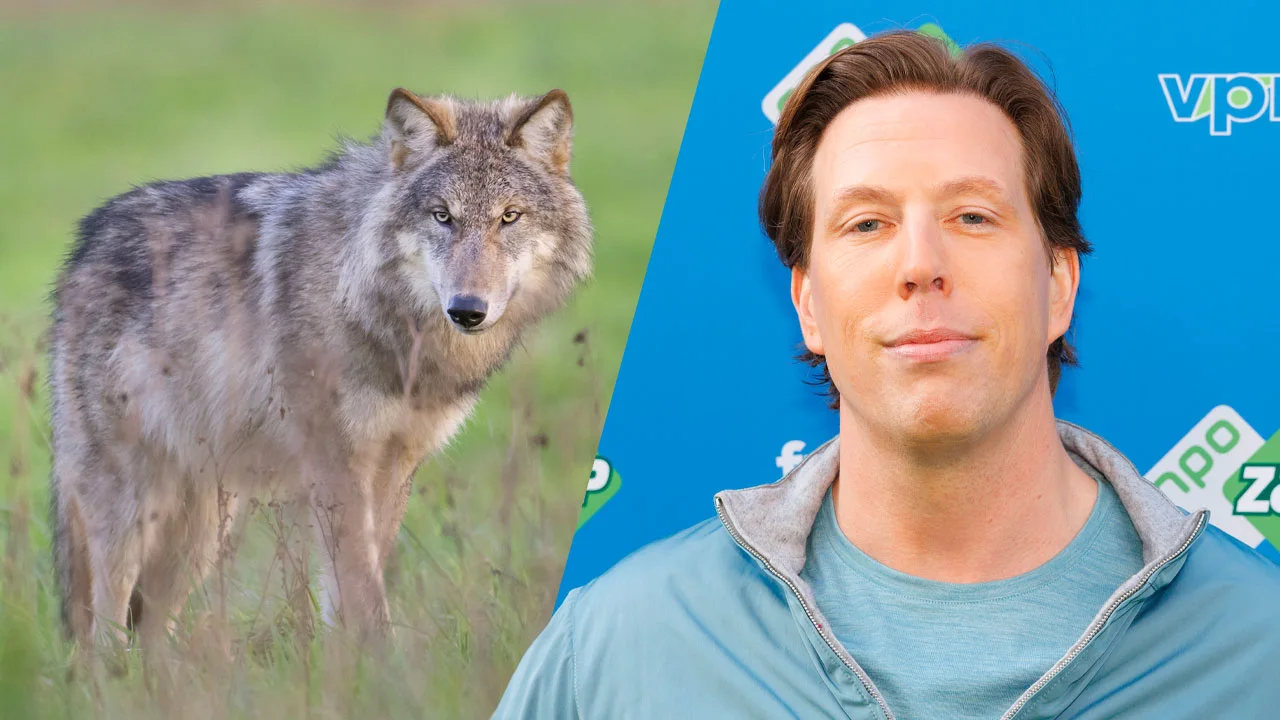 Freek Vonk verontwaardigd over vergunning om wolf te doden: 'Dat doe je toch ook niet?!'