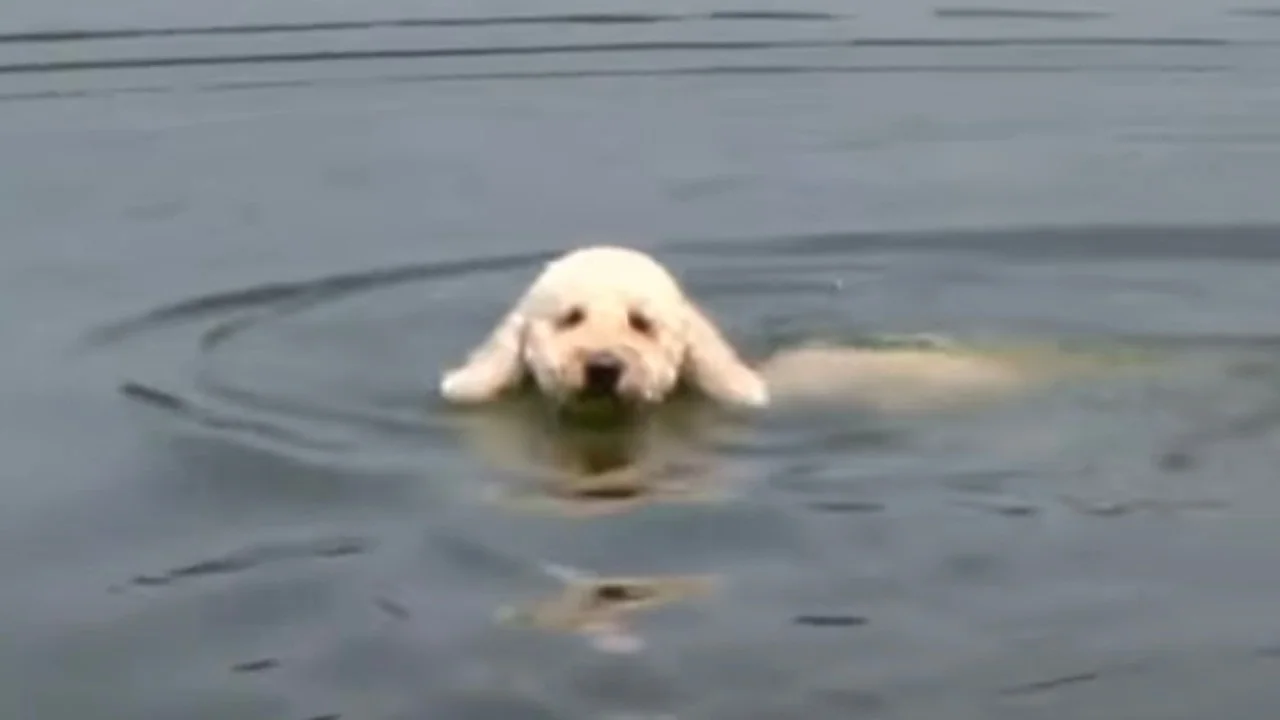 Eindelijk weer verkoeling voor Johans hond Cuby