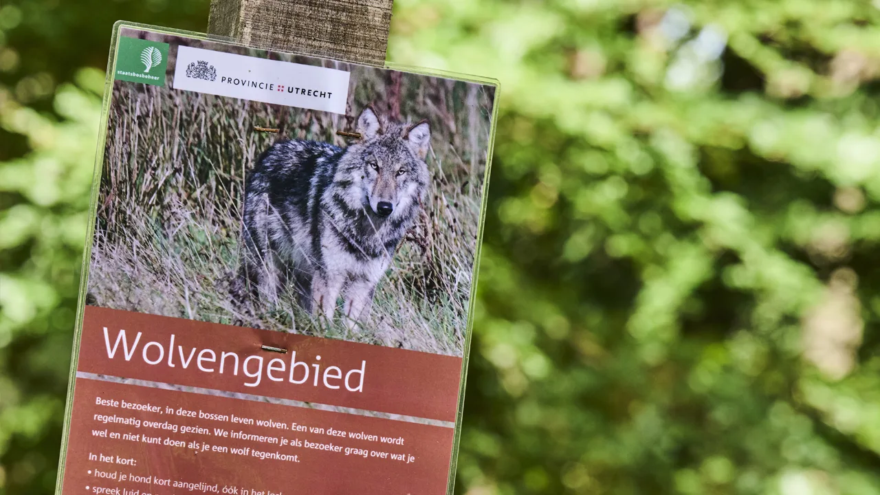 Dierenrechtenorganisaties doen aangifte om doodschieten van wolf Bram
