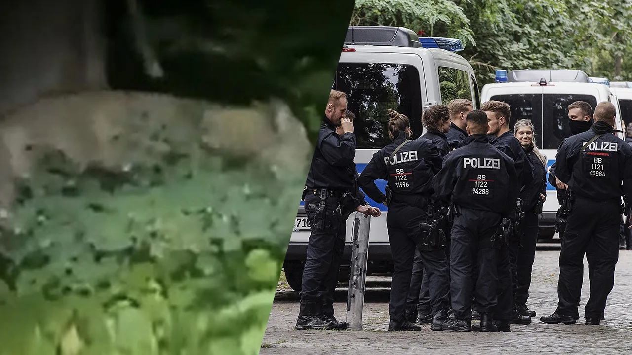 Verrassende wending in zoektocht naar Leeuwin in Duitsland: 'Het is een wild zwijn'