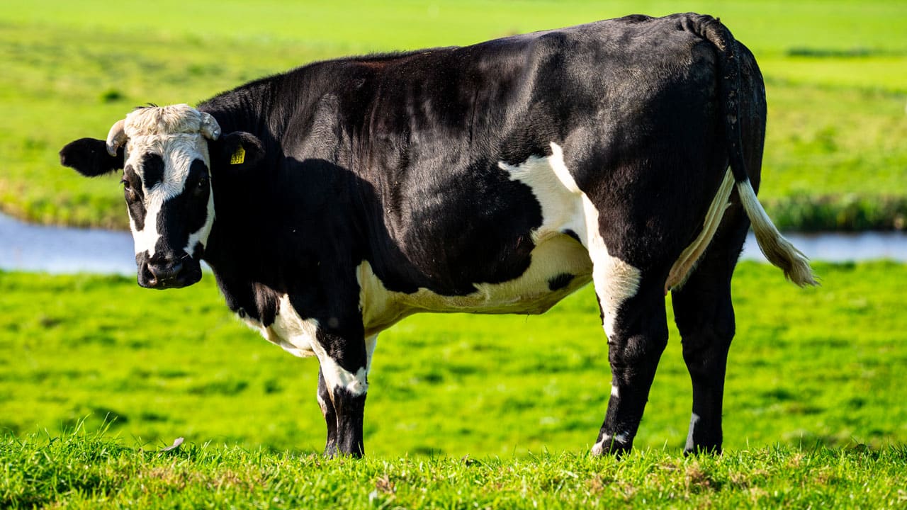 'Man veroordeeld tot maand cel wegens verkrachten van koe'