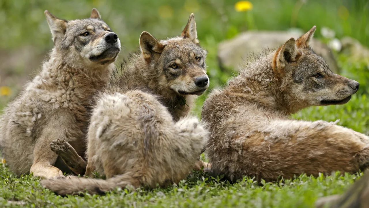 Wolven laten bloedbad achter in Friesland en Drenthe