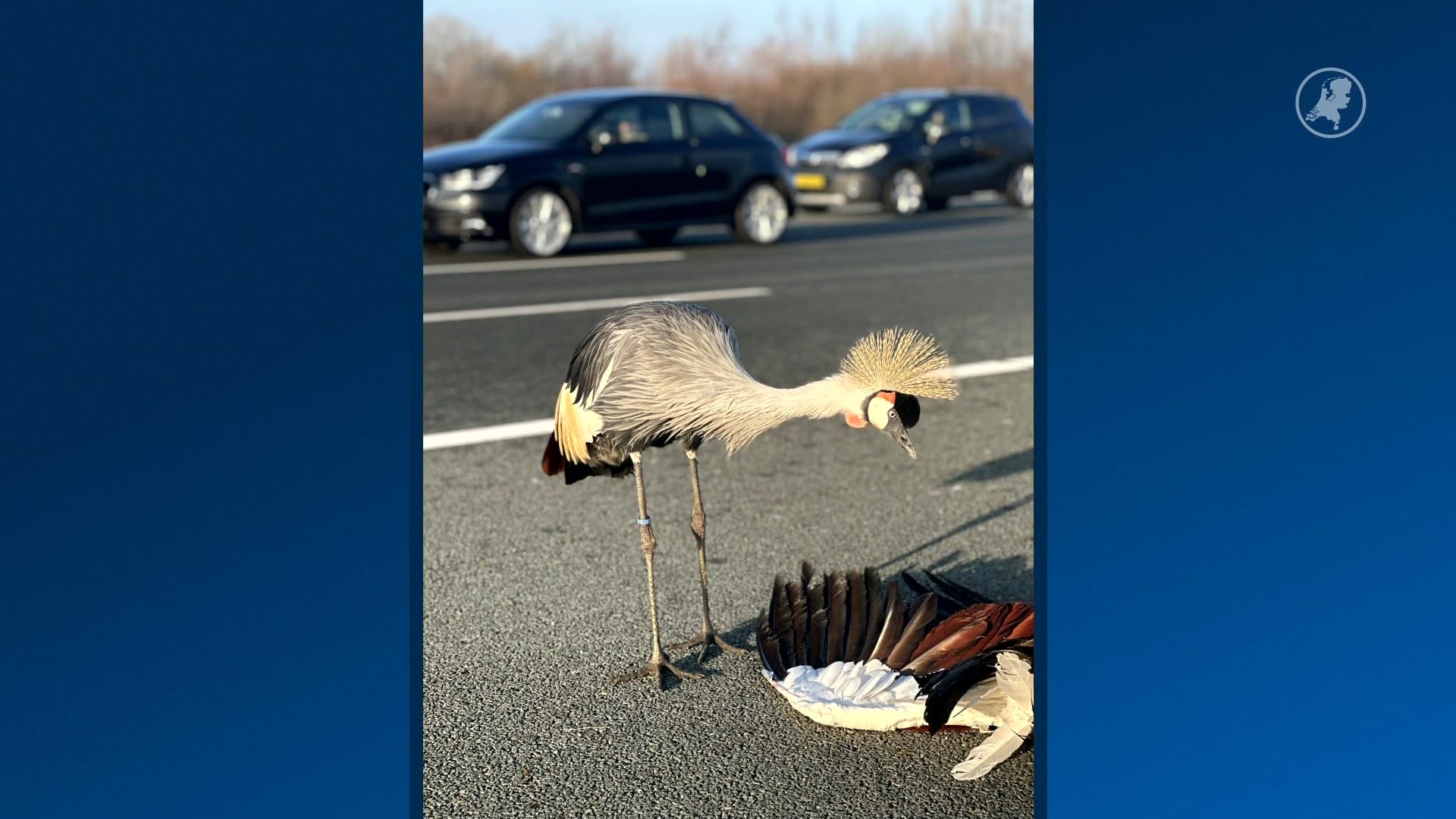 Hartverscheurend tafereel langs A2: kraanvogel blijft bij dode partner