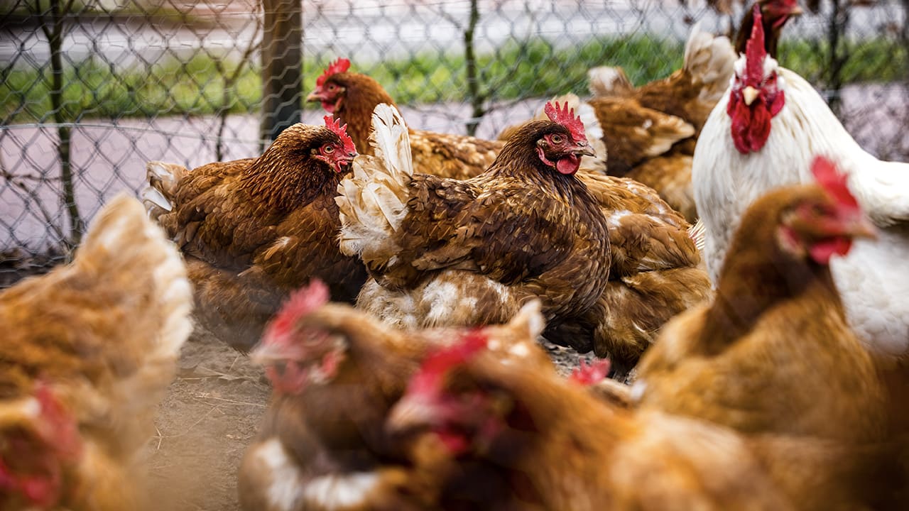 RVIM adviseert: eet geen eieren van hobbykippen