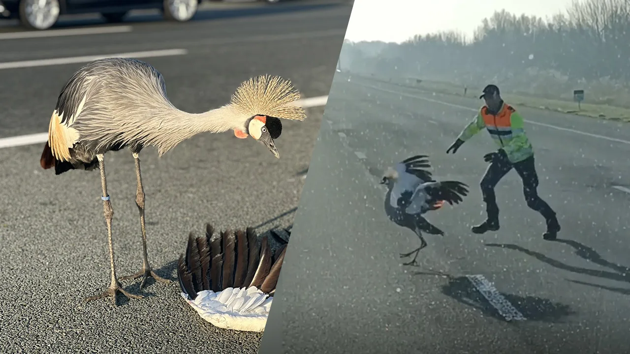 Bijzonder gezicht op de A2 bij Breukelen: Kraanvogel blijft cirkelen rond overleden maatje
