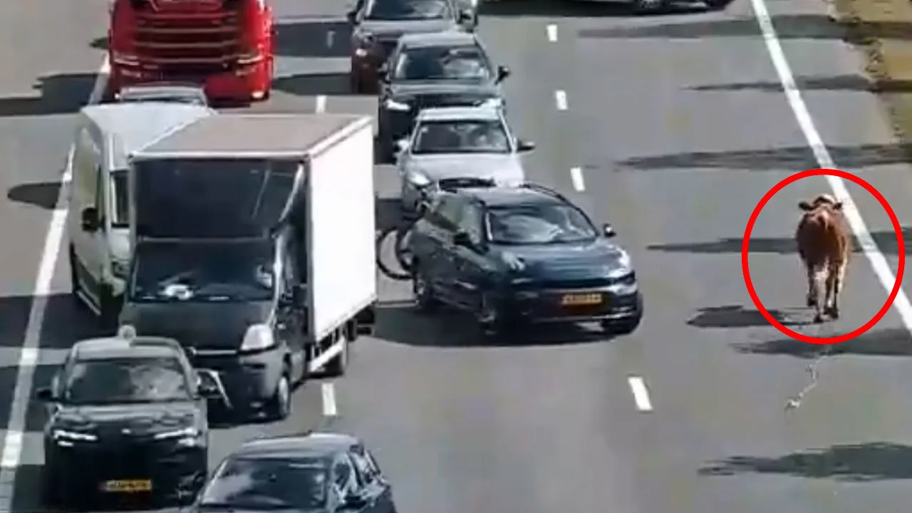 Koe op snelweg zet verkeer op stelten: 'Het wilde westen, maar dan op de A2!'
