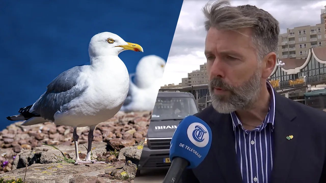 Den Haag wil anticonceptie voor meeuwen introduceren: 'Is dit een grap?'
