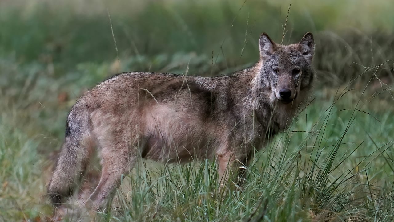 Drenthe wil 'probleemwolf' laten afschieten