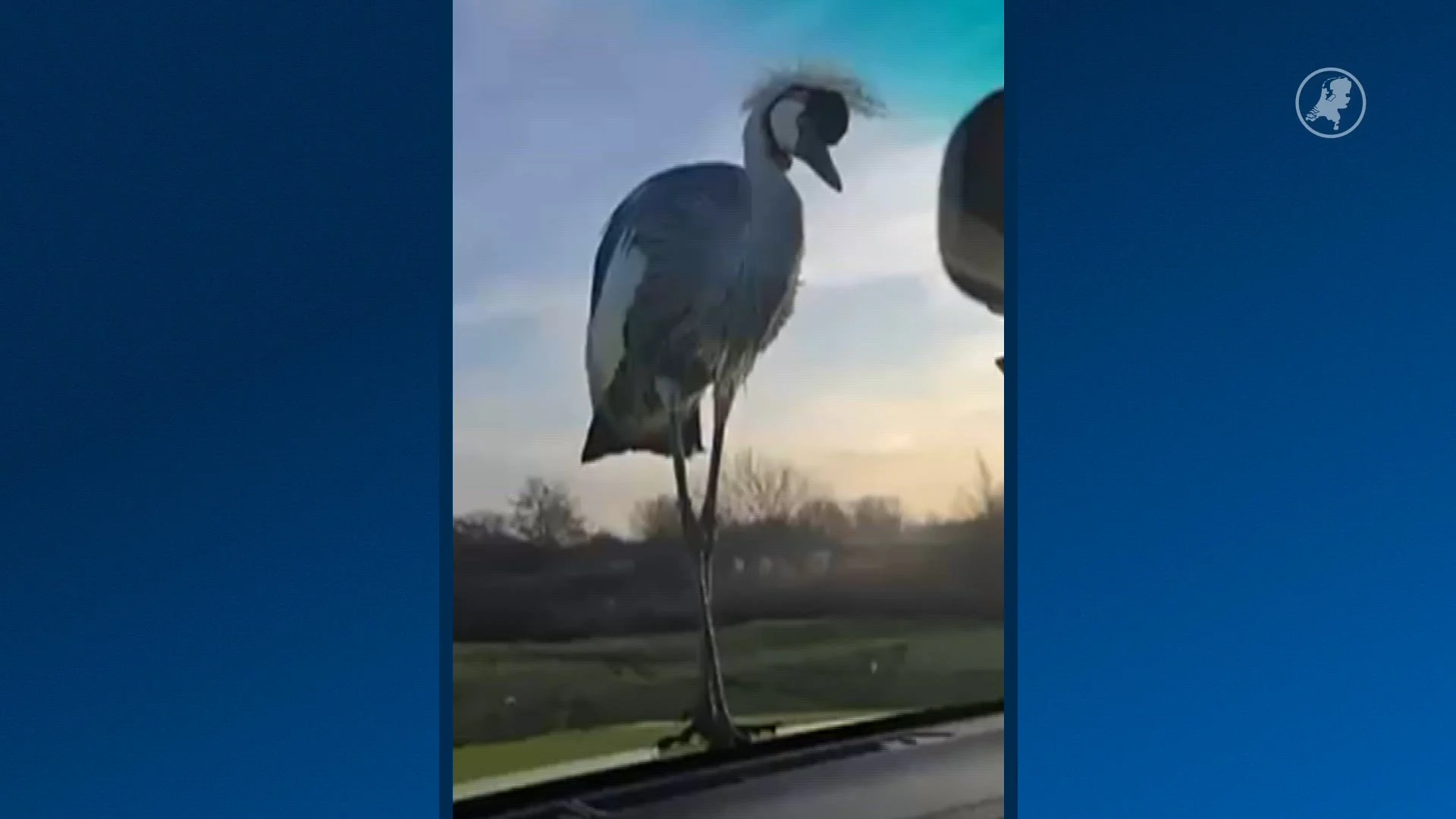 Kraanvogel blijft terugkeren na ongeluk op A2, strijkt neer op auto weginspecteur