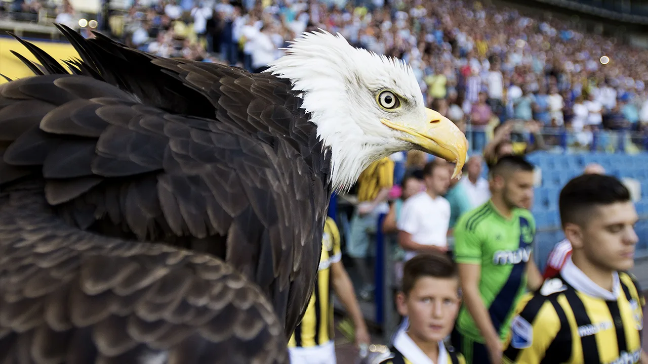 Partij voor de Dieren wil mascotte Vitesse verbieden: 'Voldoet niet aan normen voor dierenwelzijn'