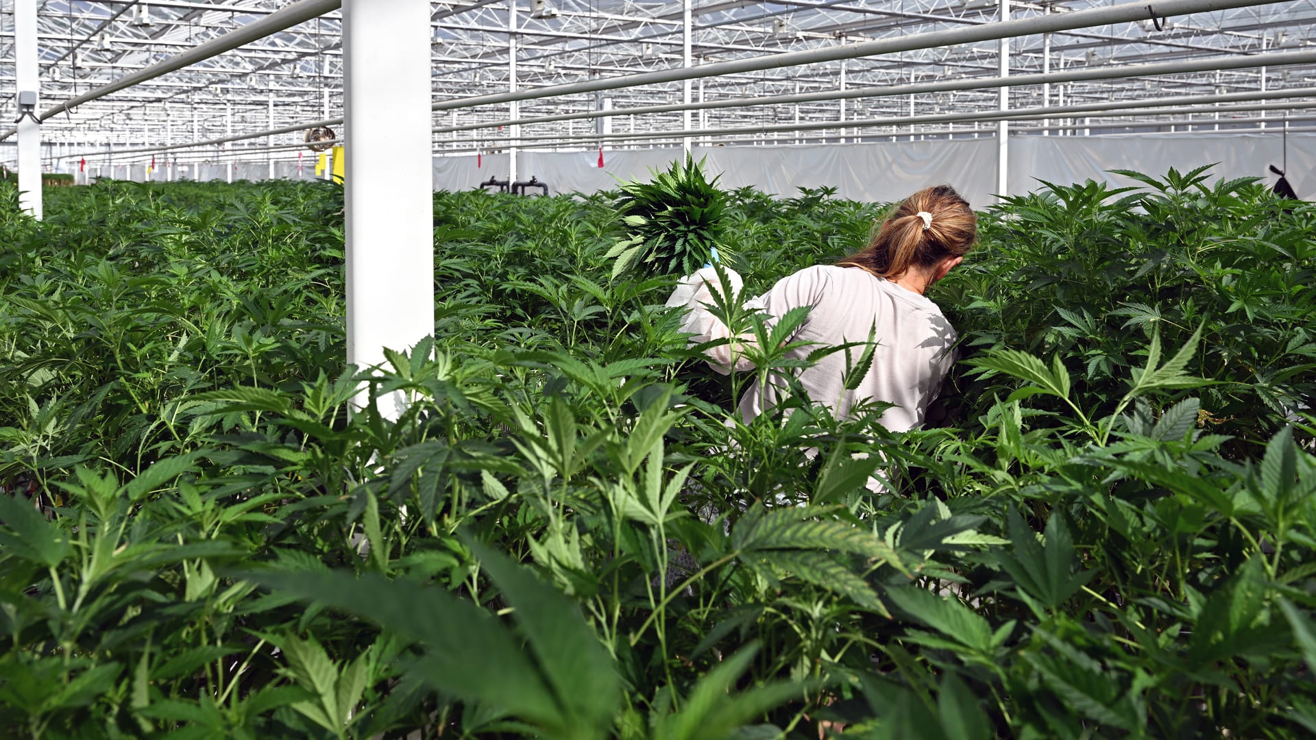 Legale wietkwekerij in Hellevoetsluis overvallen: hele voorraad gestolen