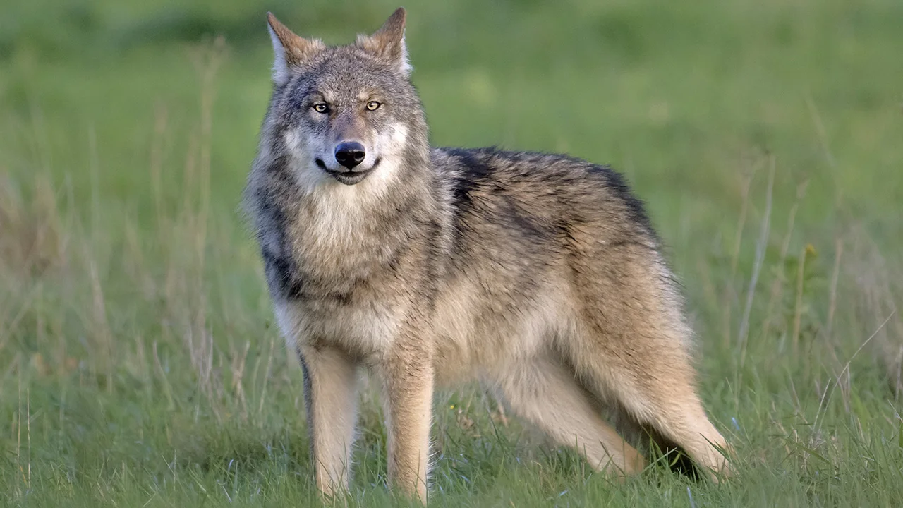 Wolf weet twintig keer over wolfwerend raster heen te springen en doodt tientallen schapen