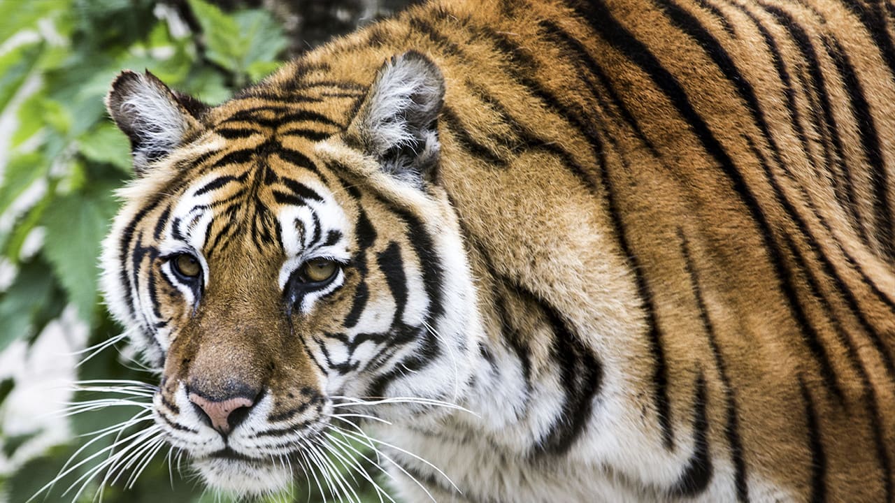 Onconventioneel verzoek: dierentuin wil huisdieren voeren aan roofdieren