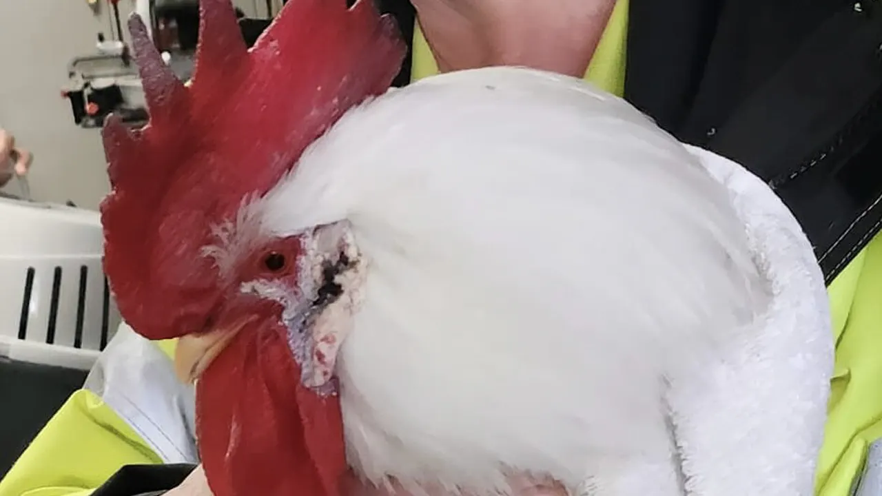 Dierenambulance haalt 'stonede' haan op bij coffeeshop in Driebergen