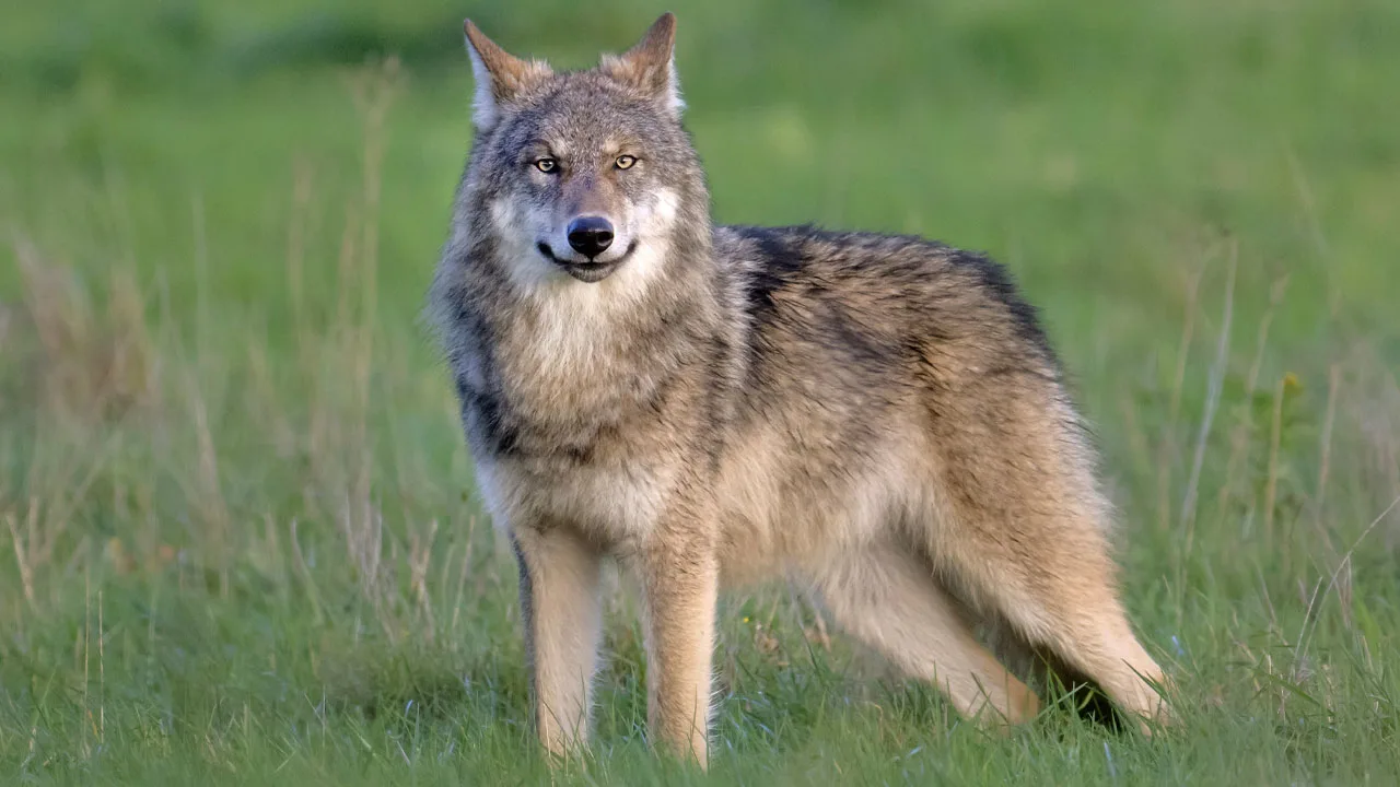 Rechter geeft provincie Utrecht toestemming om bijtende wolf af te schieten