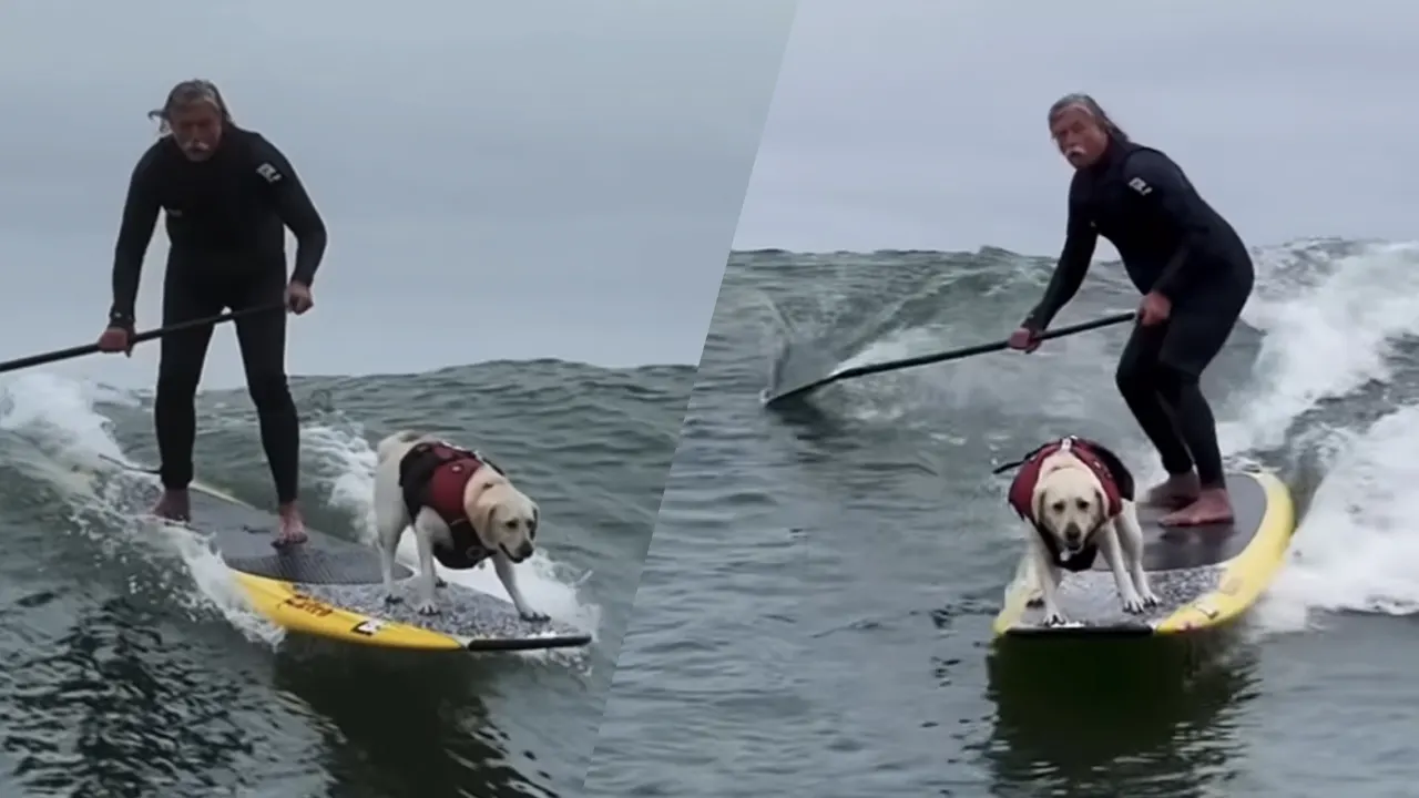 Volgers Vandaag Inside denken massaal Johan Derksen te spotten op vakantie