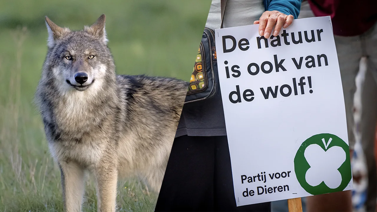 Partij voor de Dieren Amsterdam vindt wolf verrijking voor stad en natuur